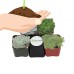 Shop Succulents Blue/Green Collection Succulent (Collection of 4)   570183676